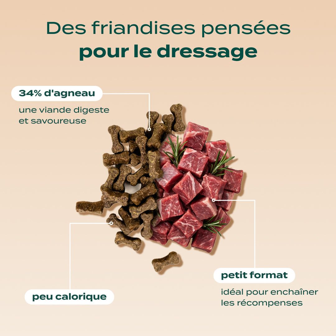 PACK DÉCOUVERTE CHIEN