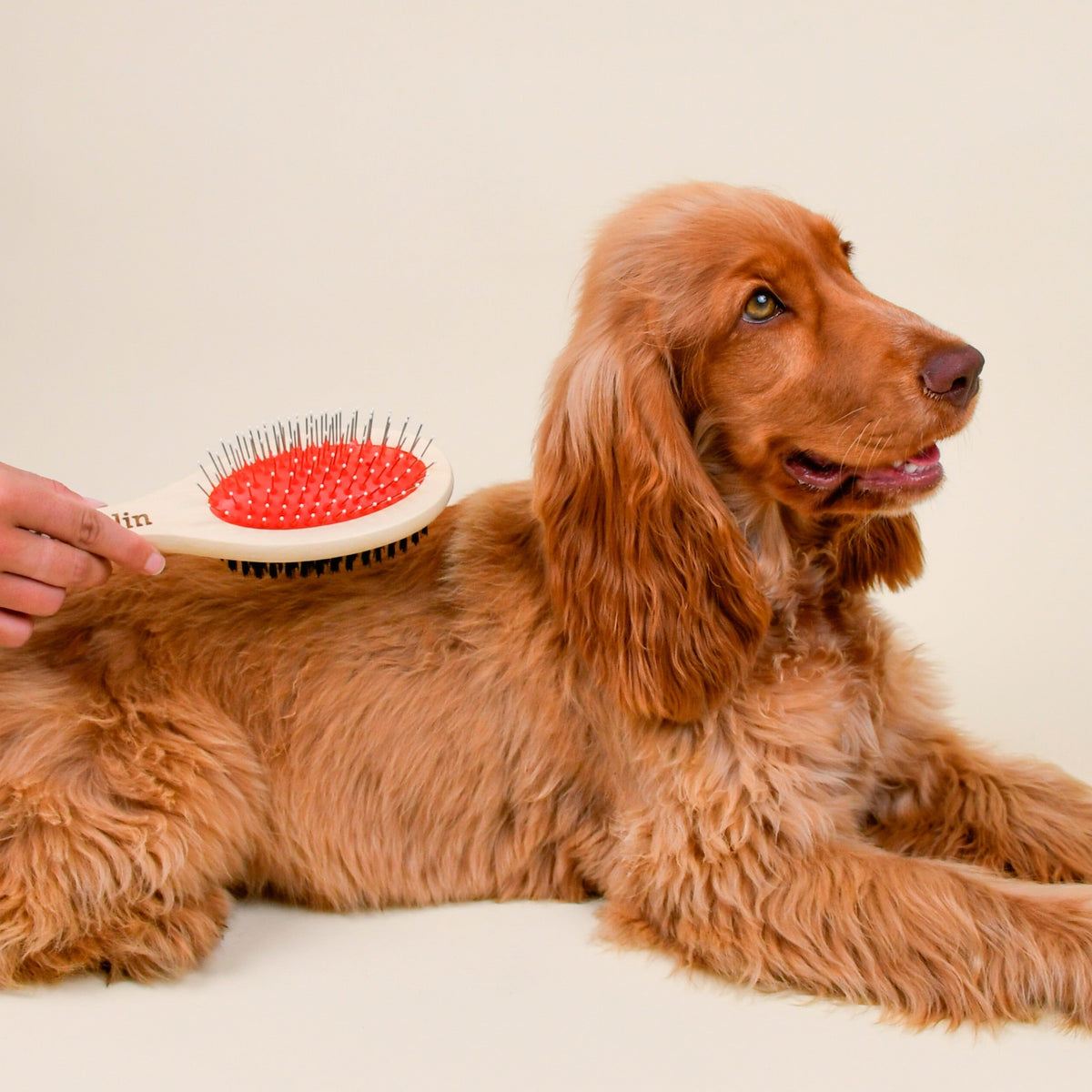 LA BROSSE 2 EN 1 FRANKLIN