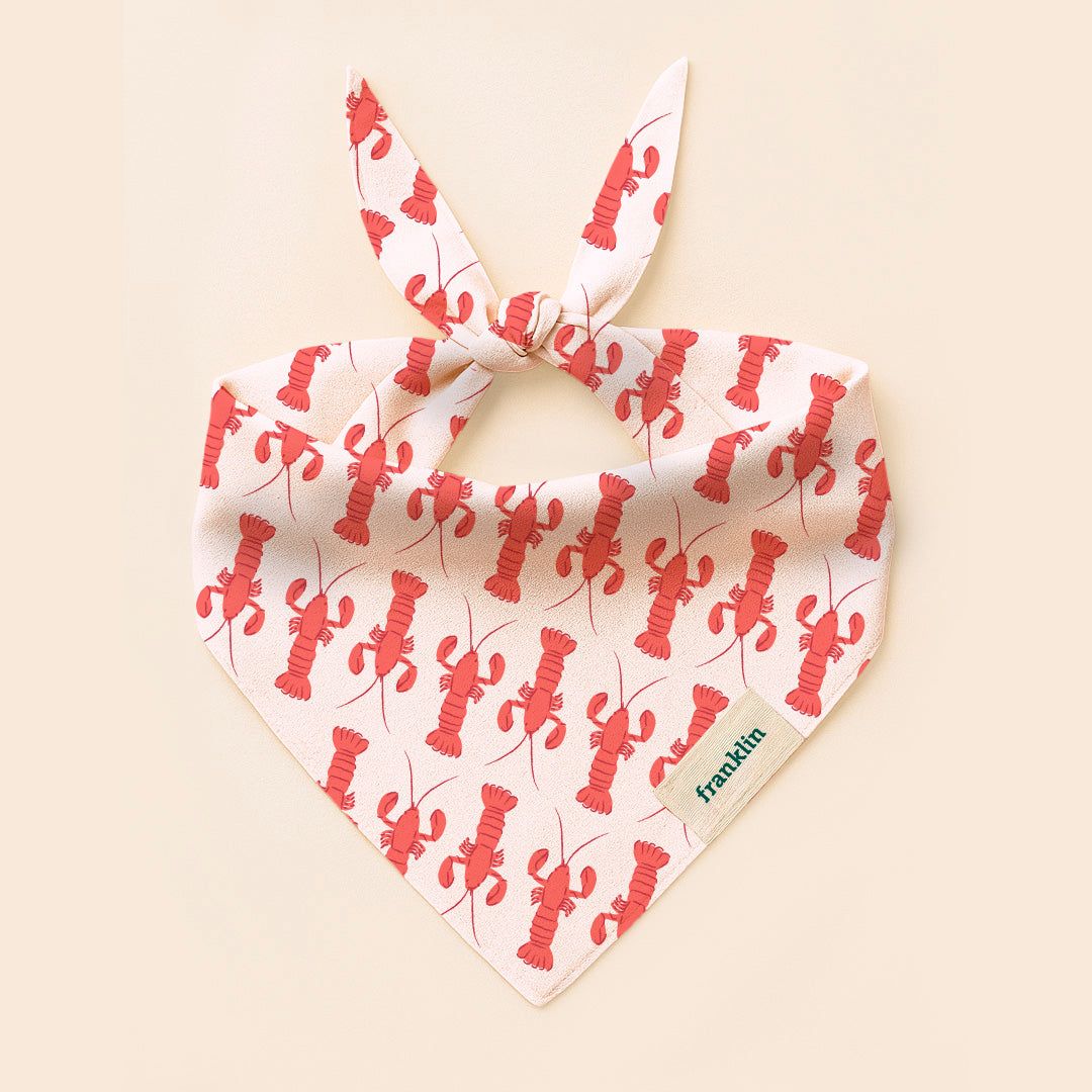 BANDANA 100% COTON CHIEN