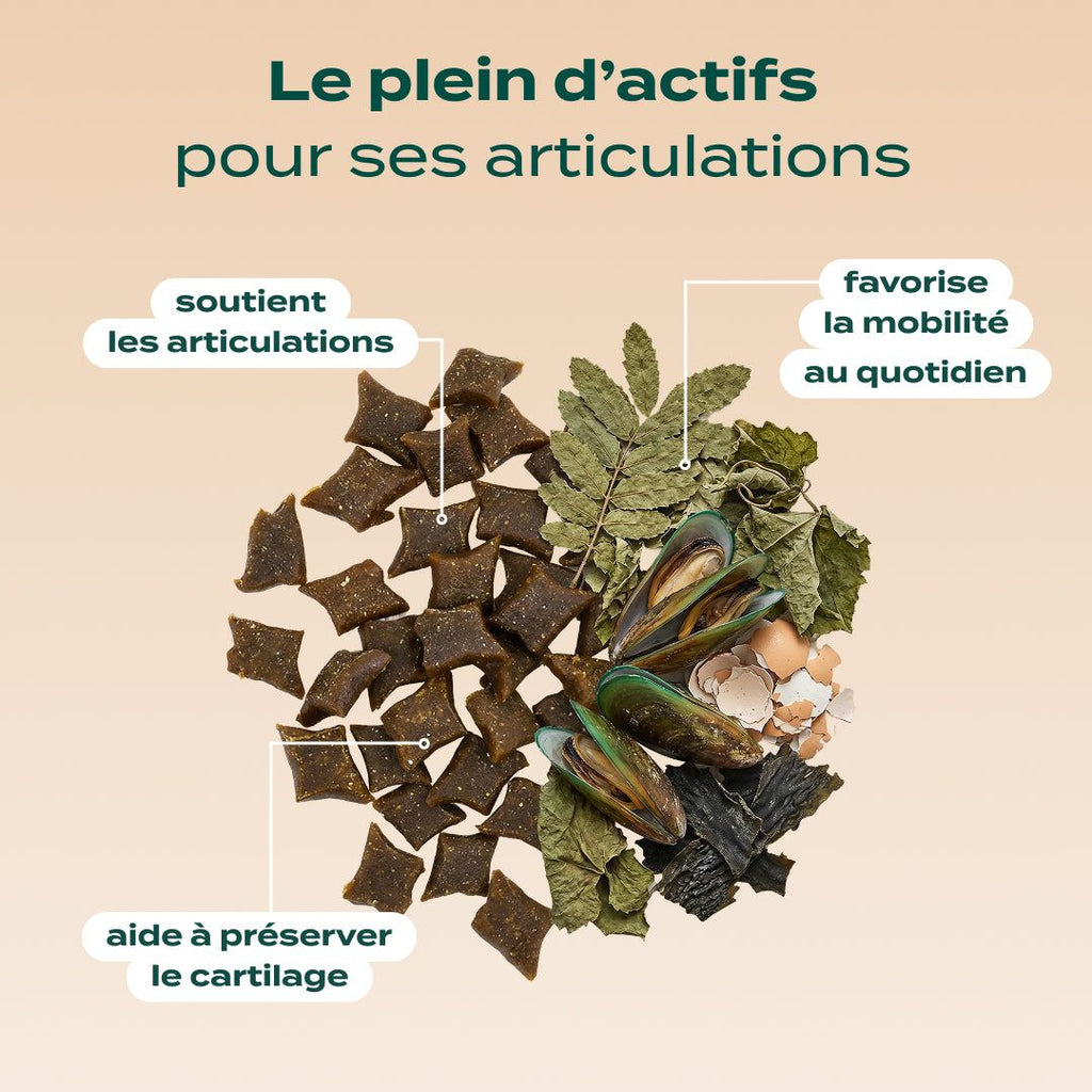 PACK SURPOIDS CHIEN