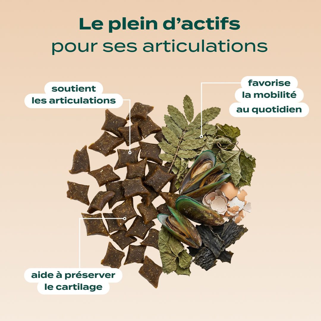 PACK SURPOIDS CHIEN