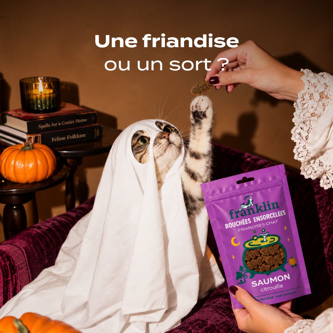 BOUCHÉES ENSORCELÉES SAUMON, CITROUILLE