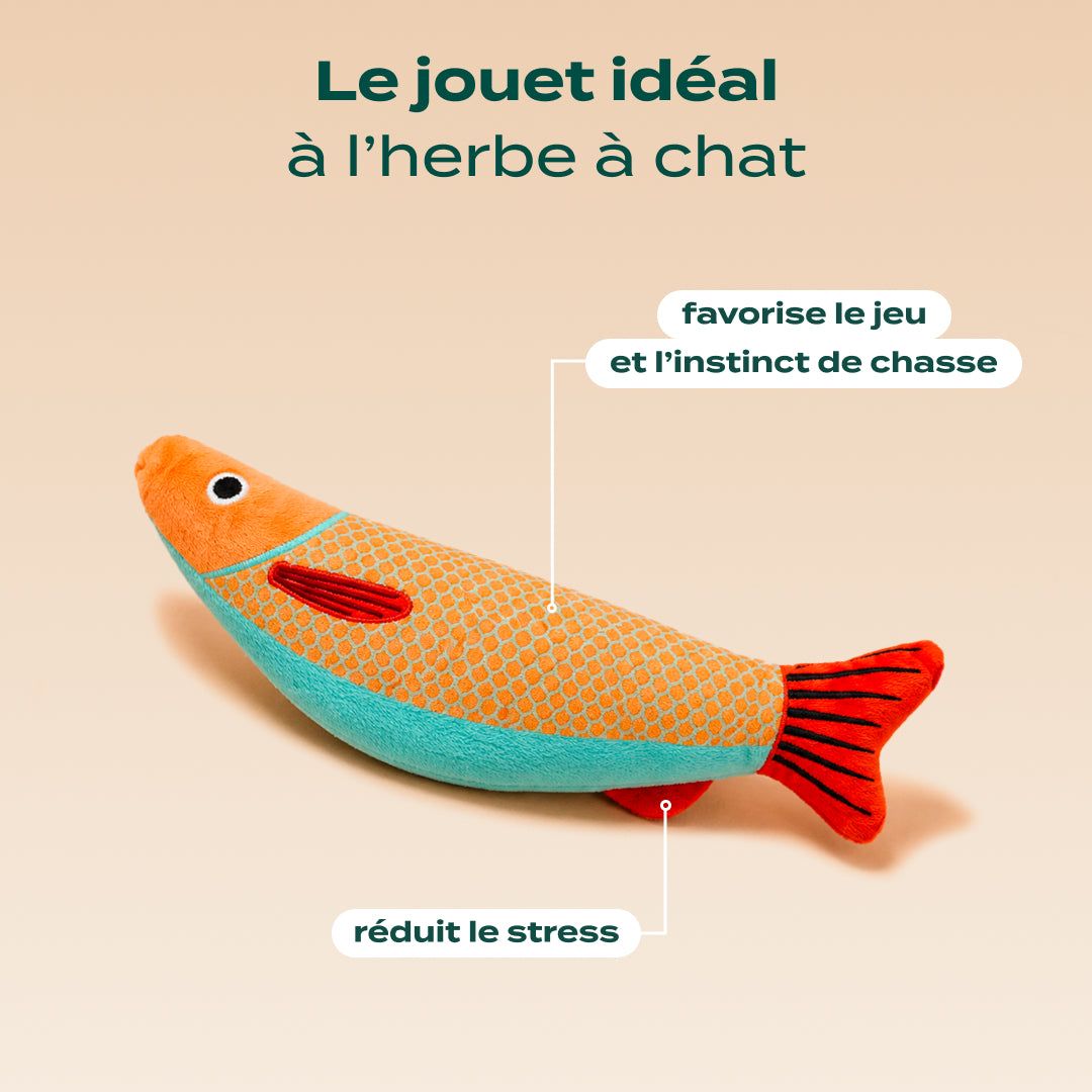 PACK DÉCOUVERTE CHAT