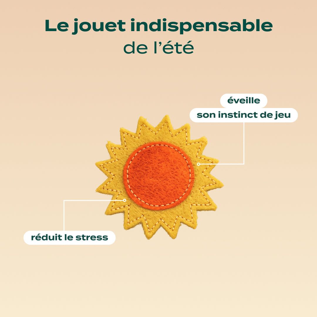 Tournesol herbe à chat