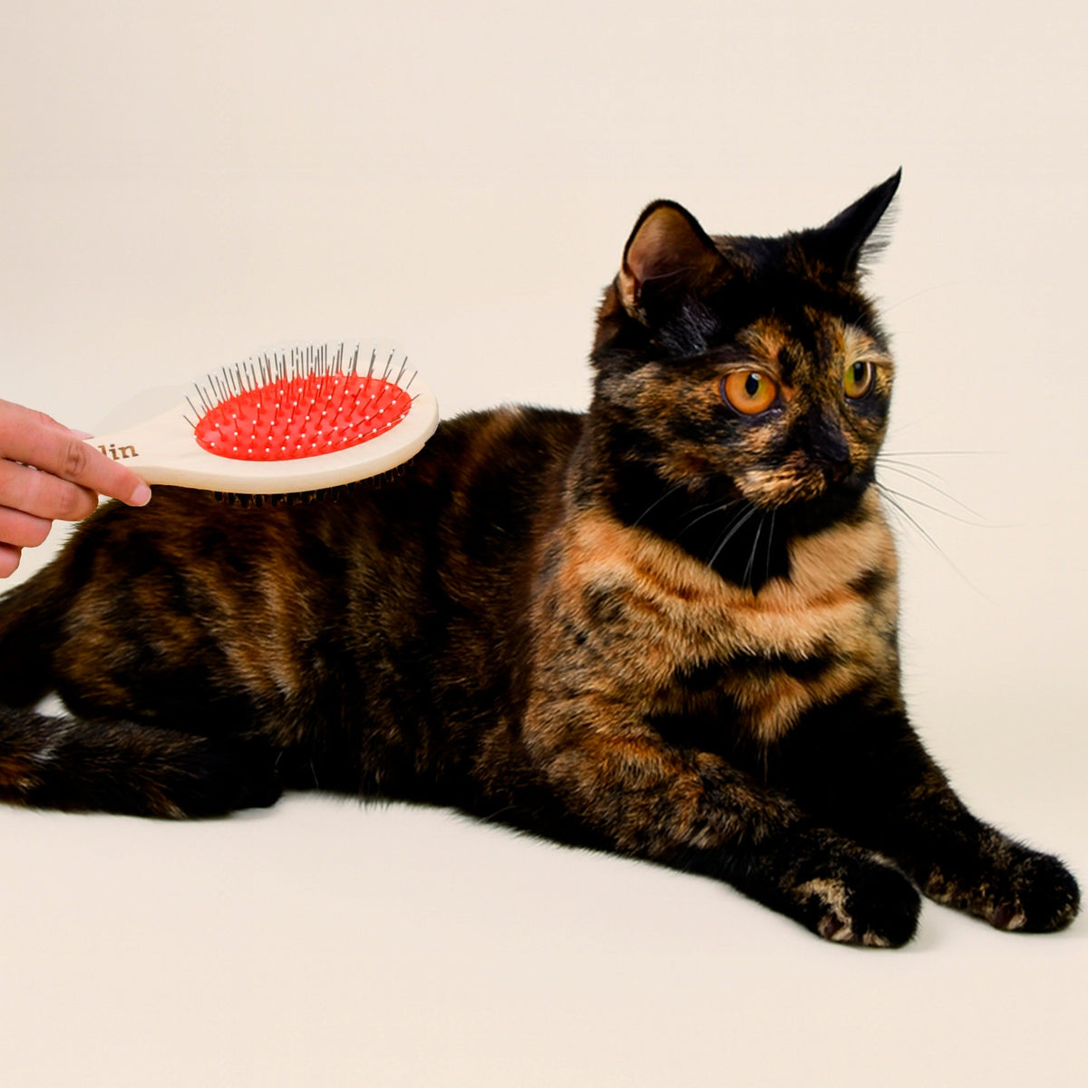 LA BROSSE 2 EN 1 FRANKLIN