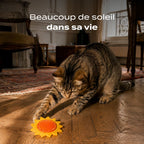 Tournesol herbe à chat