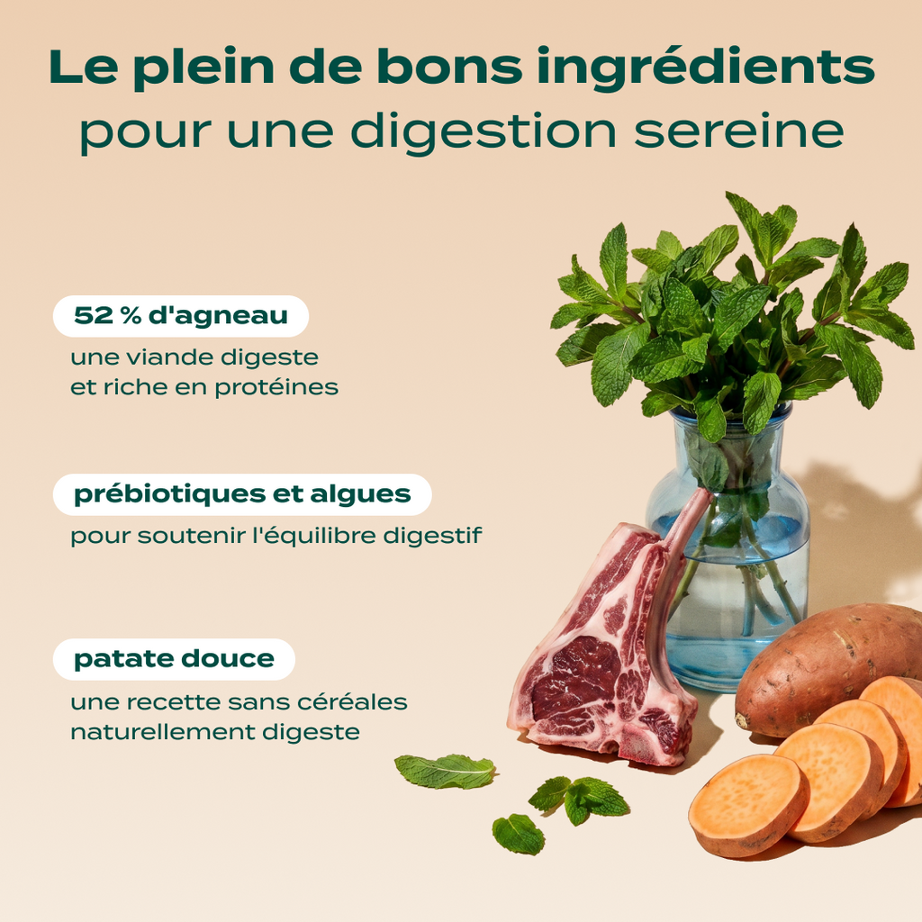 AGNEAU, PATATE DOUCE, MENTHE