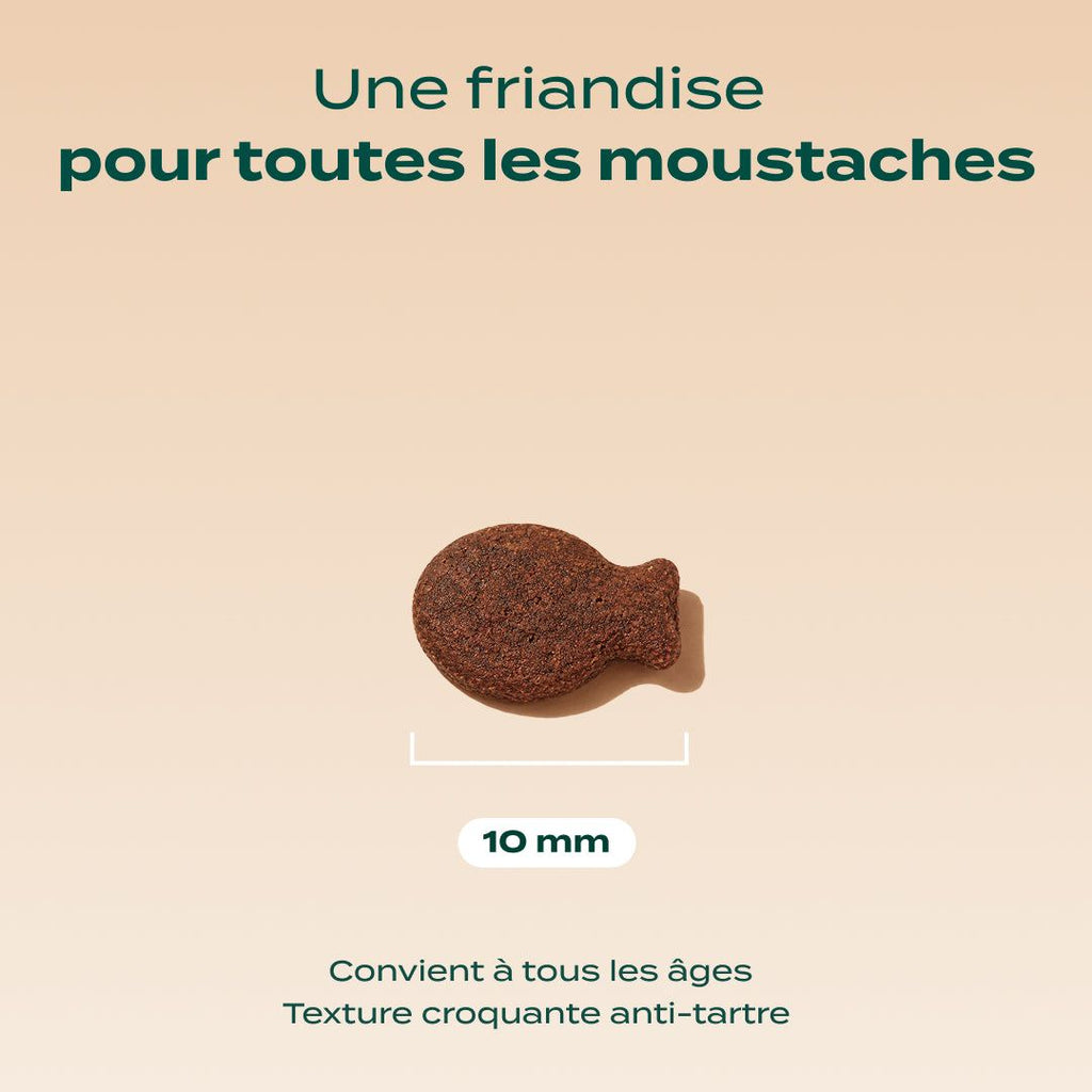 BISCROC' DENTAIRE