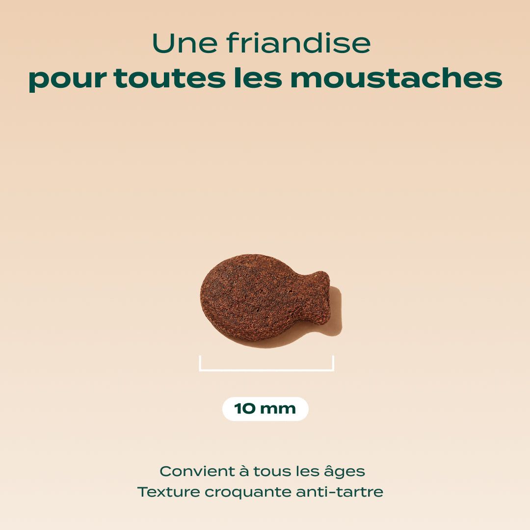BISCROC' DENTAIRE