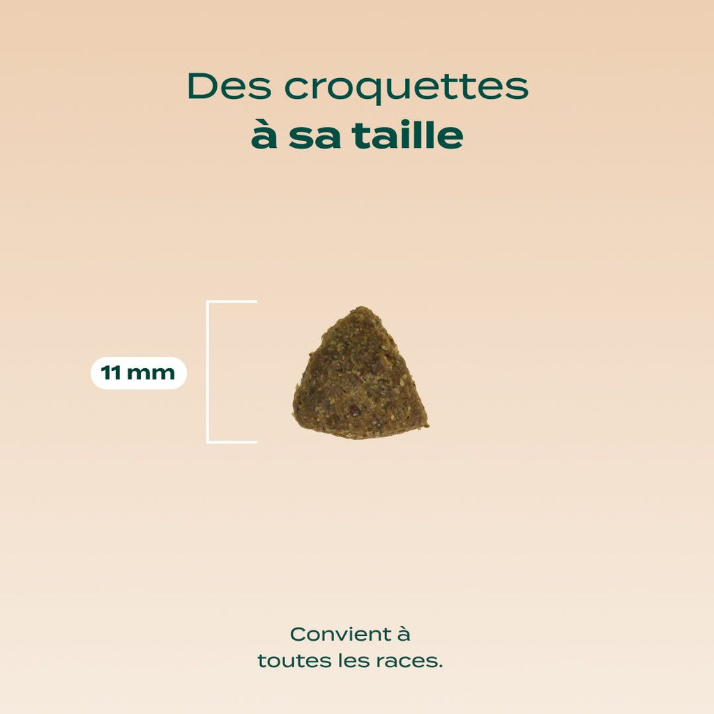 DINDE, COURGE, POIRE