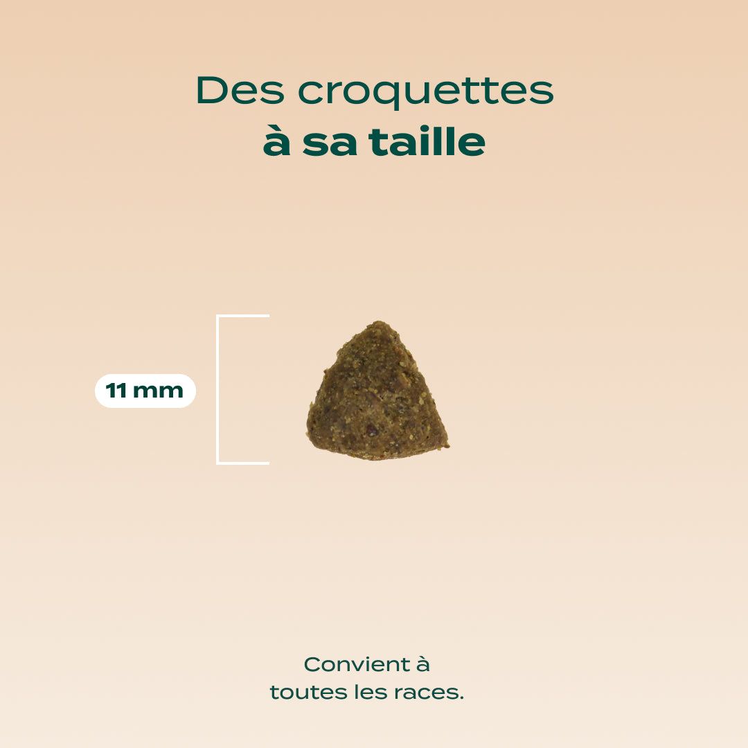 DINDE, COURGE, POIRE