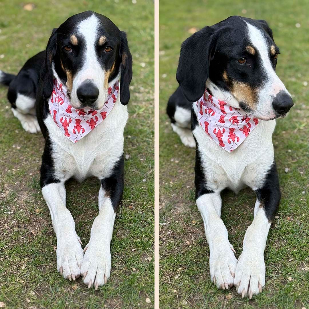 BANDANA 100% COTON CHIEN