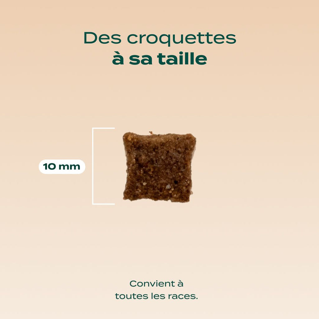 CANARD, COURGE, CAMOMILLE