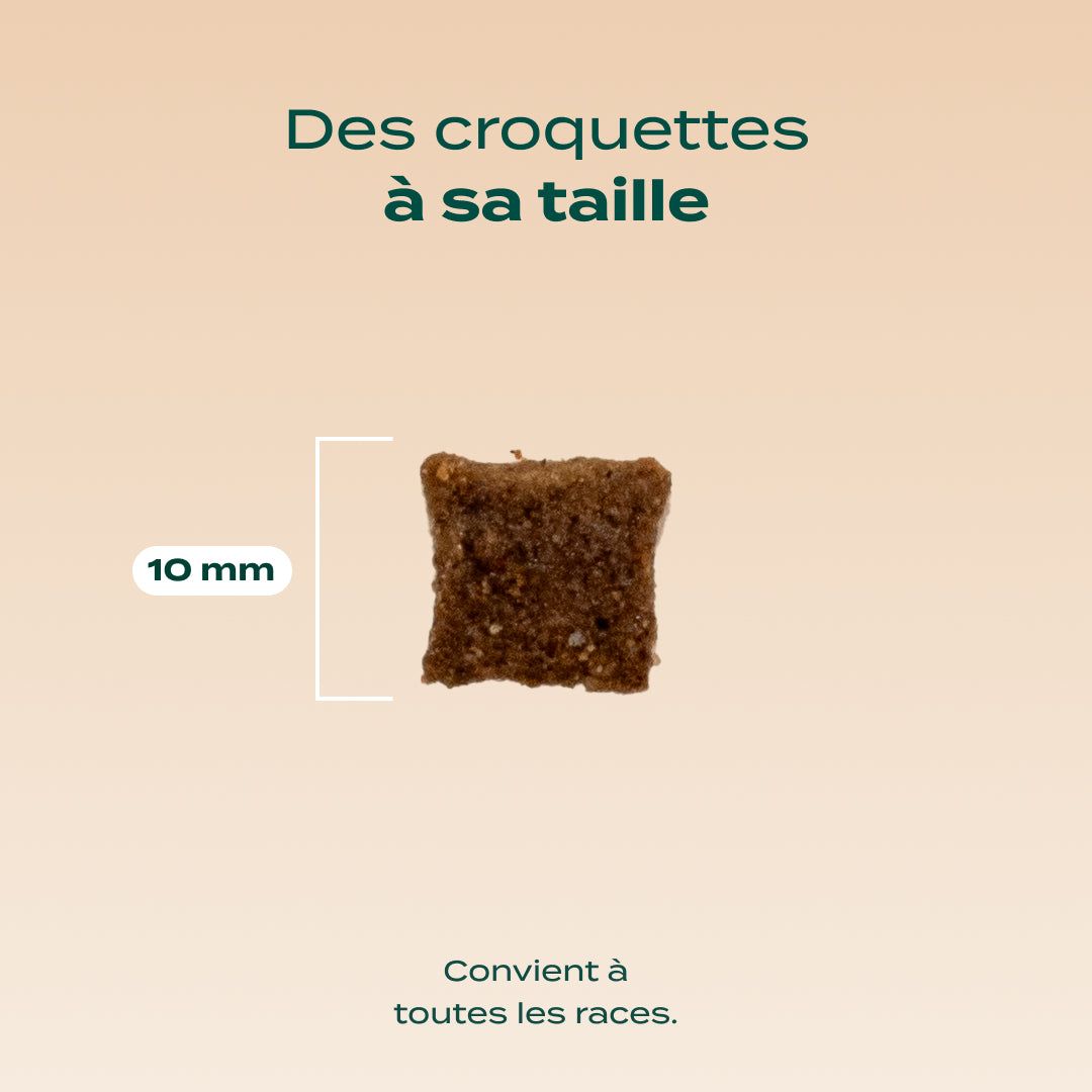 CANARD, COURGE, CAMOMILLE