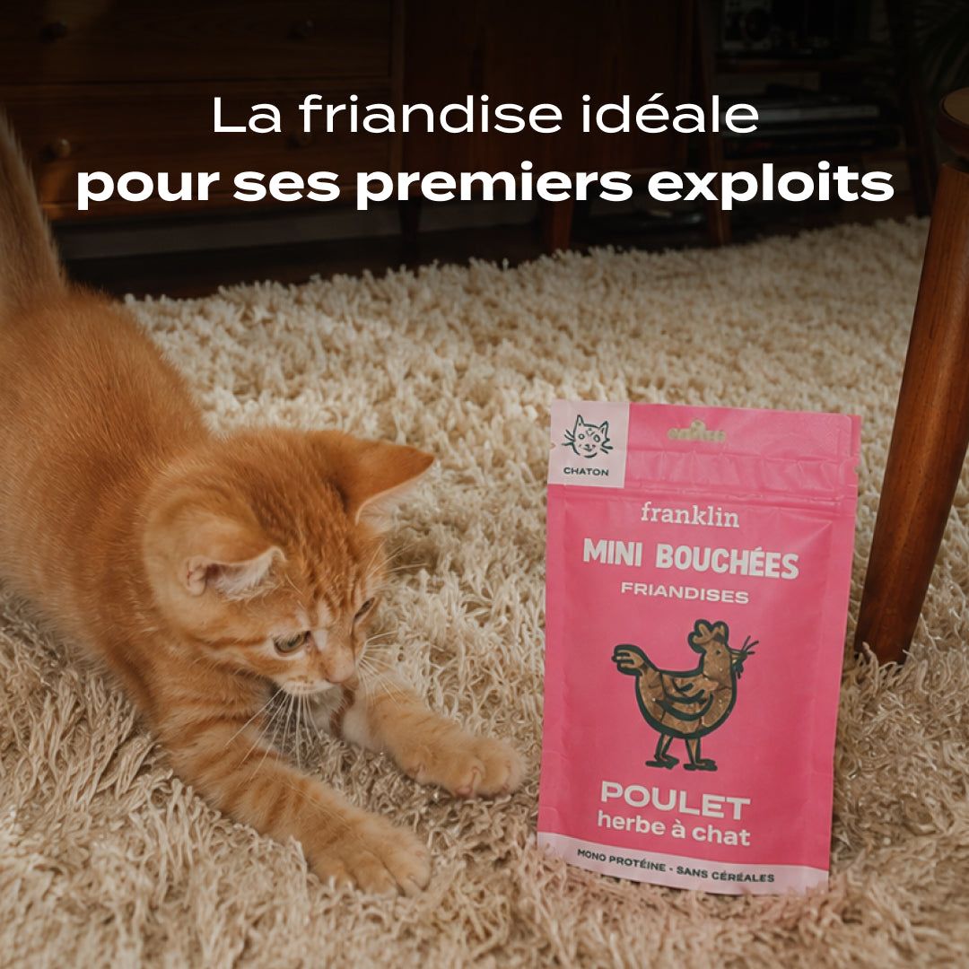 MINI BOUCHÉES POULET